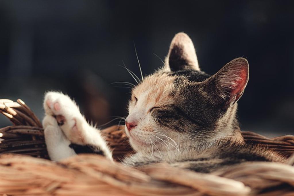 Calico cat relaxing in basket.