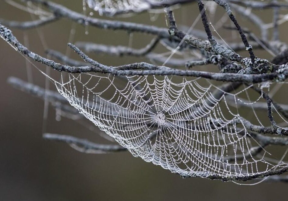 174658206119505fI6zDyDGW