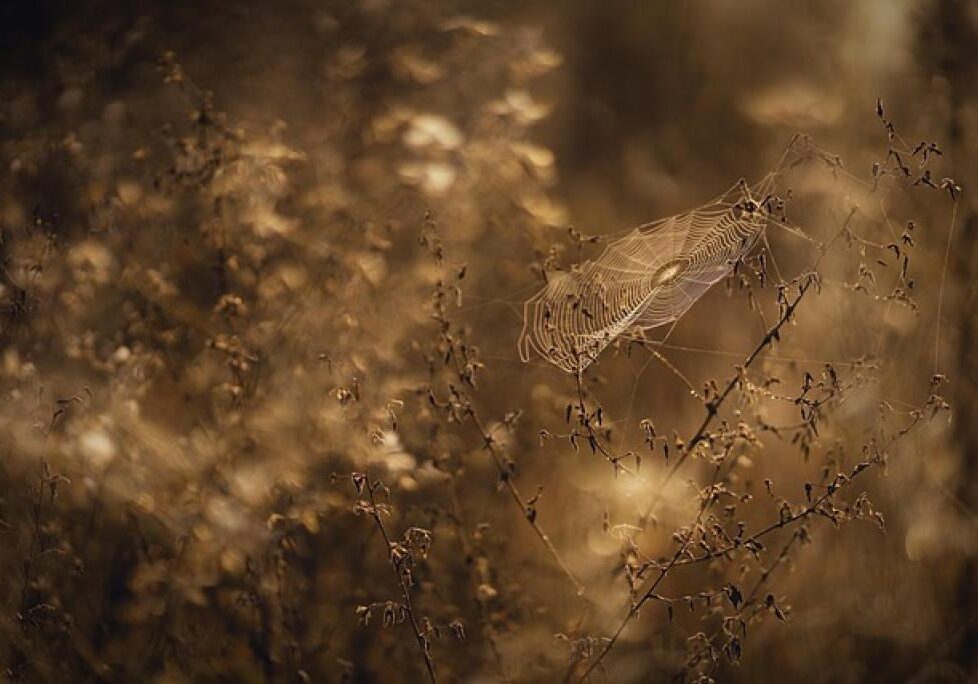 17470108282076xZj2Ck3YlT