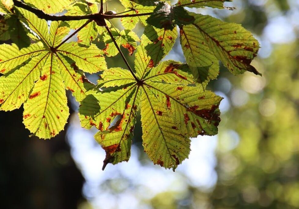 17480416852453Et2sldxuNw