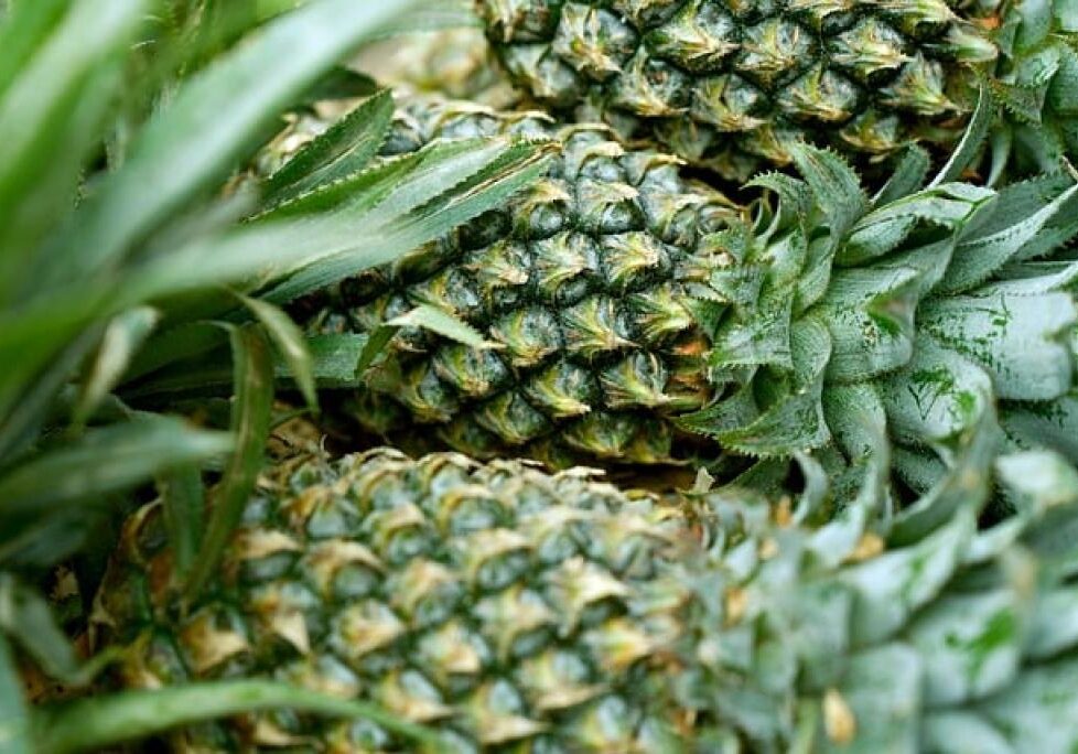 17486466672671wzkkvPuq6O