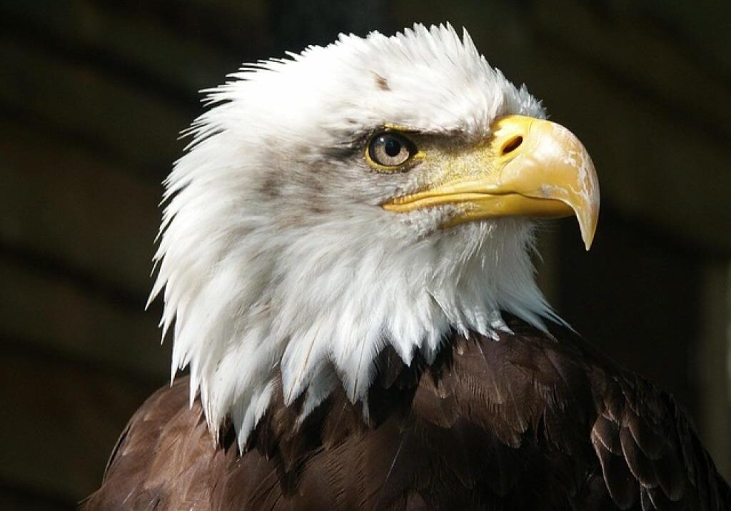 17492631652915PSeXGowr0v