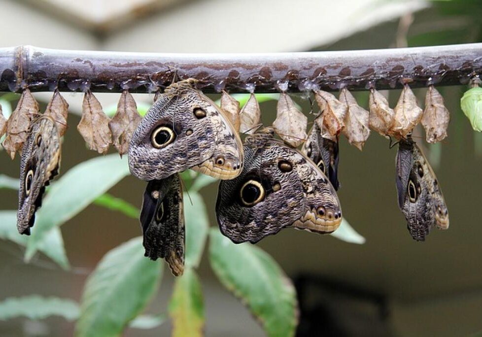 17494284652967Y40SVKAuJ5